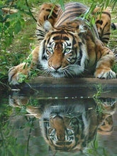 Load image into Gallery viewer, Jungle Tiger 5D Diamond Painting Kits Round or Square Acrylic Diamonds Embroidery Cross Stitch for Men or Women Décor
