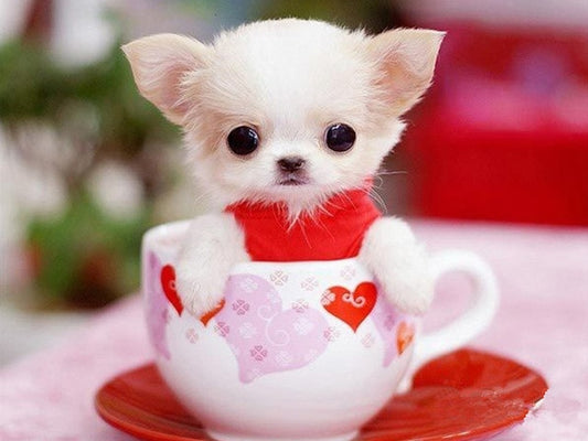 Teacup Puppy Dog Diamond Painting Kit DIY Full Drill Select Square Round Diamonds Arts Crafts Embroidery Inlay Diamond Paintings Home Decoration