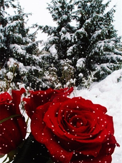 Red Rose Winter 5D Diamond Painting Flower Diamond Embroidery Black And White Mosaic Sale Picture Of Rhinestone Home Décor Gift