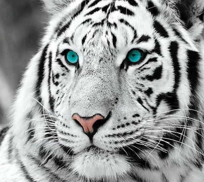 White Tiger Blue Eyes 5D Diamond Painting Kit DIY Full Drill Square Round Diamonds Arts Crafts Embroidery Inlay Rhinestone Painting Home Decoration