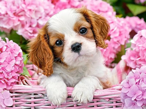 Picture of Puppy in Basket DIY 5D Diamond Painting Full Square/Round Rhinestone Diamond Embroidery Home Decor Diamond Art